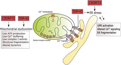 The Role of Mitochondrial Dysfunction and ER Stress in TDP-43 and C9ORF72 ALS